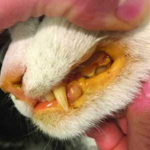 Feline coronavirus and feline infectious peritonitis in the Covid-19 era