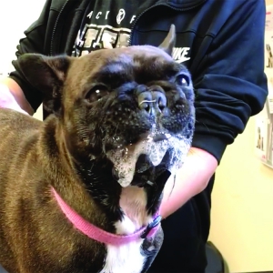 Epilepsy in Cats and Dogs