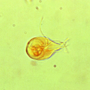 The treatment and control of giardiosis in cats and dogs