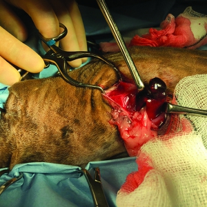 A review and practical guide to the management of canine and feline bite wounds