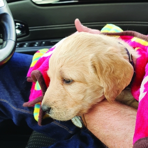 COVID-19: Effects on early behavioural development of dogs