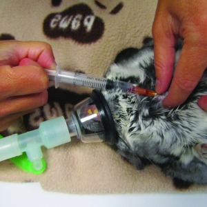 Blood collection techniques in exotic small mammals