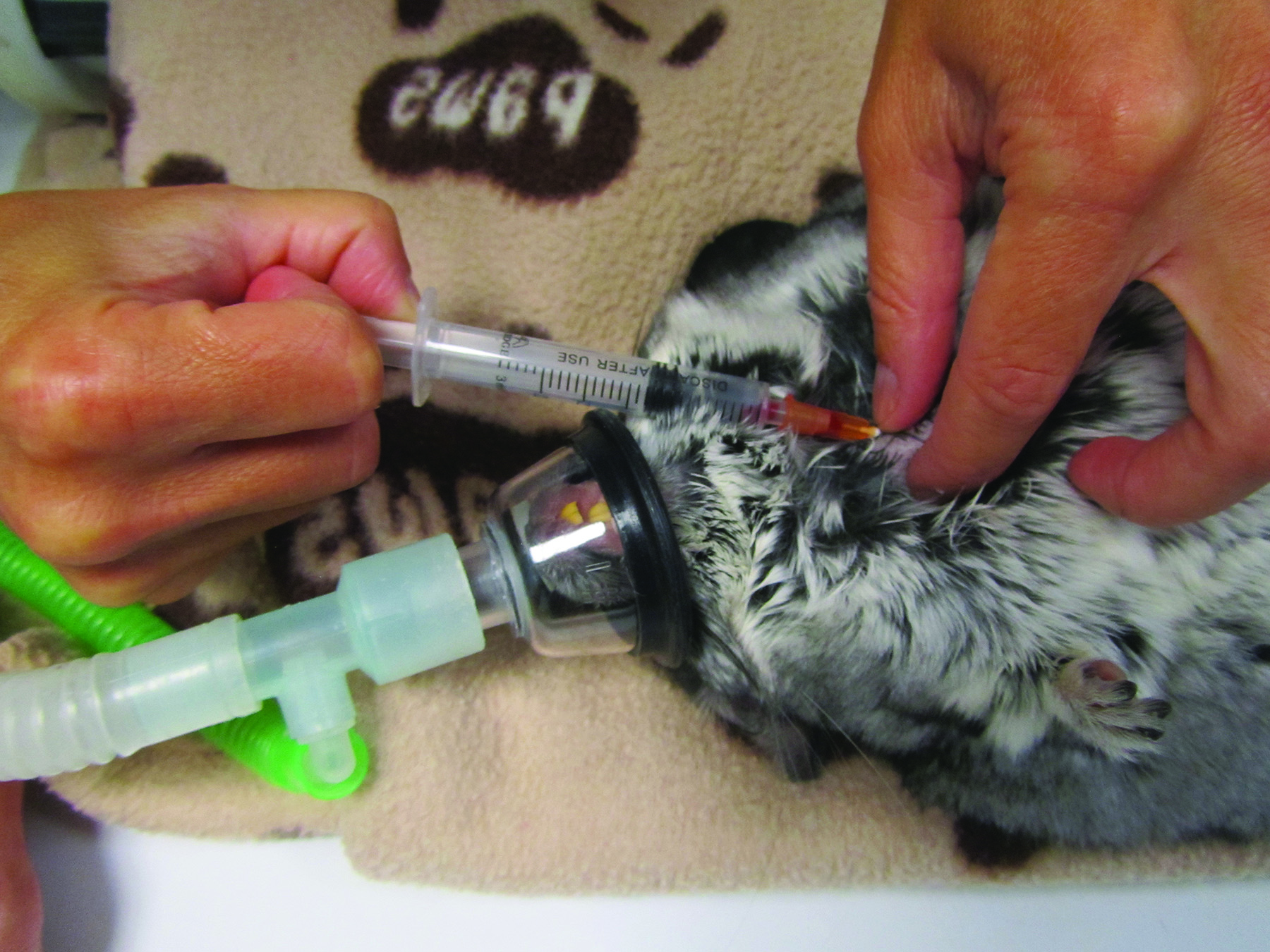 Blood collection techniques in exotic small mammals