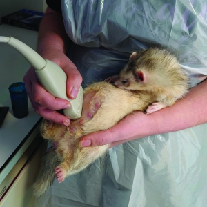 Reproductive Medicine in Ferrets