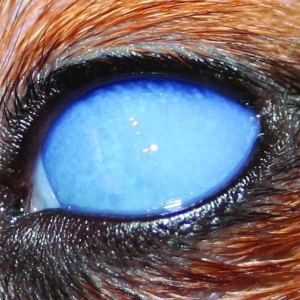 Ocular Manifestations of Systemic Diseases in Dogs - Part 1