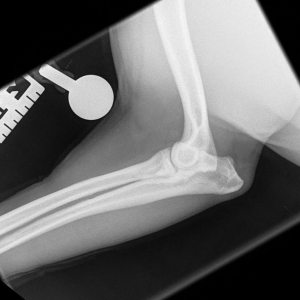 Lameness in the Juvenile Dog - Part 1: Developmental diseases