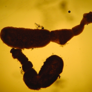 Emerging UK Zoonoses in Cats and Dogs