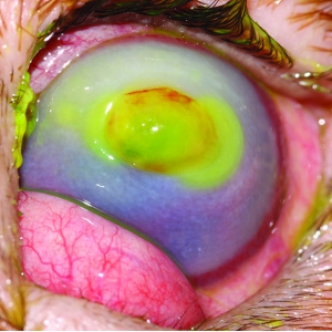 Corneal Ulceration in Dogs and Cats
