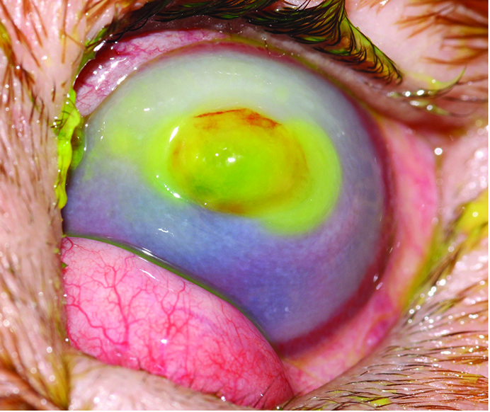 Corneal Ulceration in Dogs and Cats