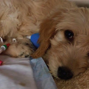 Acute infectious gastroenteritis in UK dogs. Part 1 - viruses, bacteria and parasites