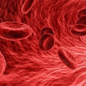 Red blood cell transfusions in pets – when, what and how to do it!*