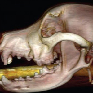 Brachycephalic obstructive airway syndrome (BOAS)*