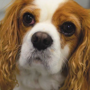 Management of Heart Disease in Dogs