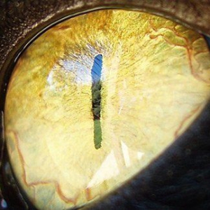 Small Animal Ophthalmology