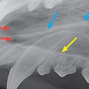 Veterinary Dental Radiology: what’s normal in dogs and cats?