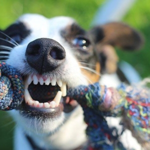 Veterinary dental radiology: Detecting and interpreting pathology