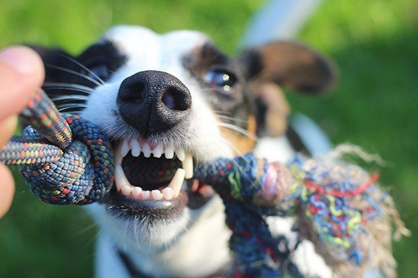 Veterinary dental radiology: Detecting and interpreting pathology