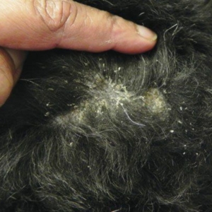 The Epidermal Barrier and canine inflammatory skin disease