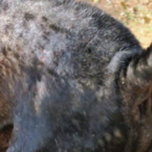Canine allergic dermatitis: advances and pitfalls in diagnosis