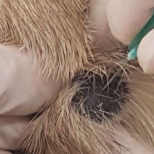 Skin biopsies in dogs and cats - when and how to take them