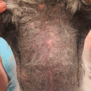 Canine Atopic Dermatitis: new approaches in the management of atopic dogs