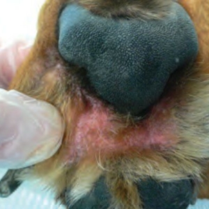 The Approach to Pododermatitis in Dogs