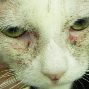 Feline Pyoderma - Diagnosis and Management