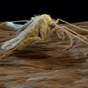 Recent developments in ectoparisiticides*