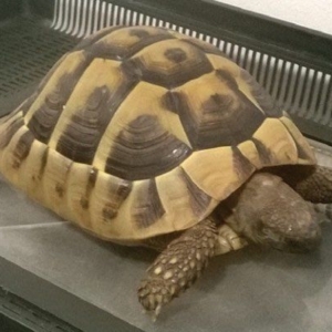 Taking the stress out of Tortoise Hibernation