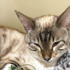 Feline Acute Pain: recognition, scoring and management