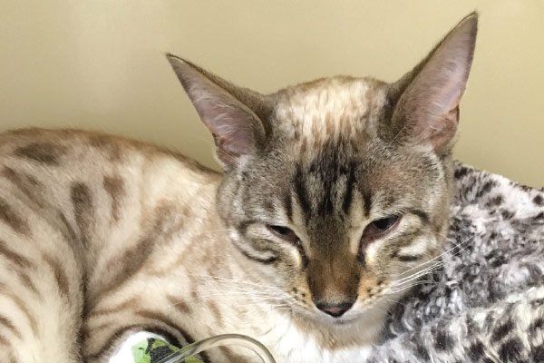 Feline Acute Pain: recognition, scoring and management