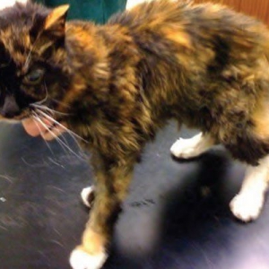 Chronic kidney disease in cats with hyperthyroidism