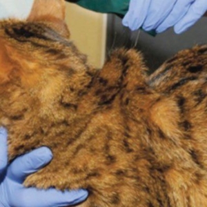 How to diagnose and manage Proteinuria in Feline Chronic Kidney Disease