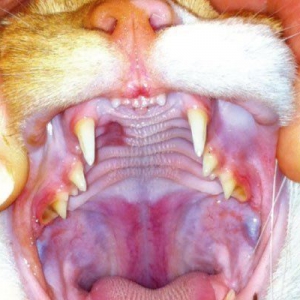 Anaemia in Cats