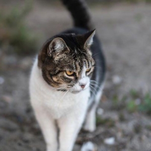 Feline chronic kidney disease and symmetric dimethylarginine