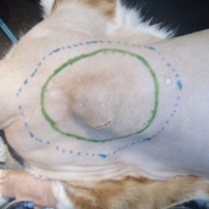 Feline injection site sarcomas – the old and the new*