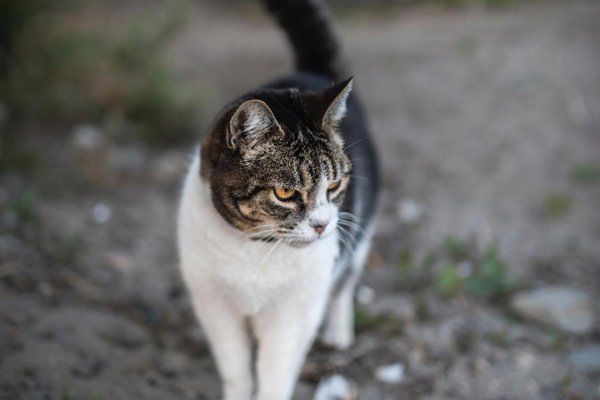 Feline chronic kidney disease and symmetric dimethylarginine