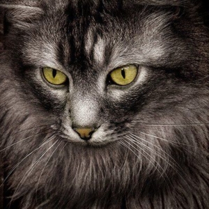 Hyperproteinaemia in cats and dogs: An approach to diagnostic investigation*