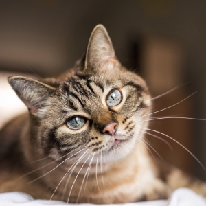 Feline Medicine Update – Part 2