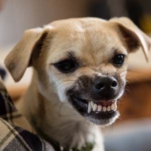 Companion Animal Behaviour – Part 3