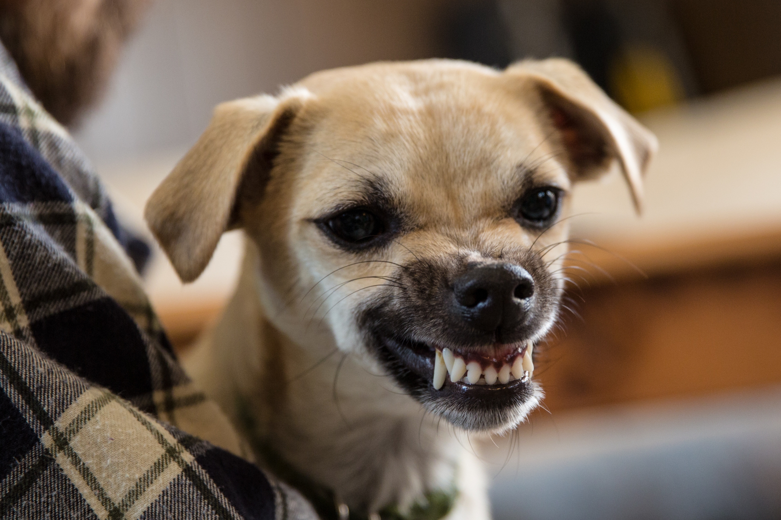 Companion Animal Behaviour – Part 3