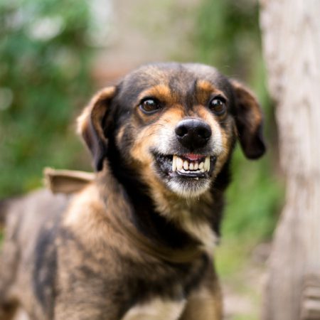 Companion Animal Behaviour – Part 2