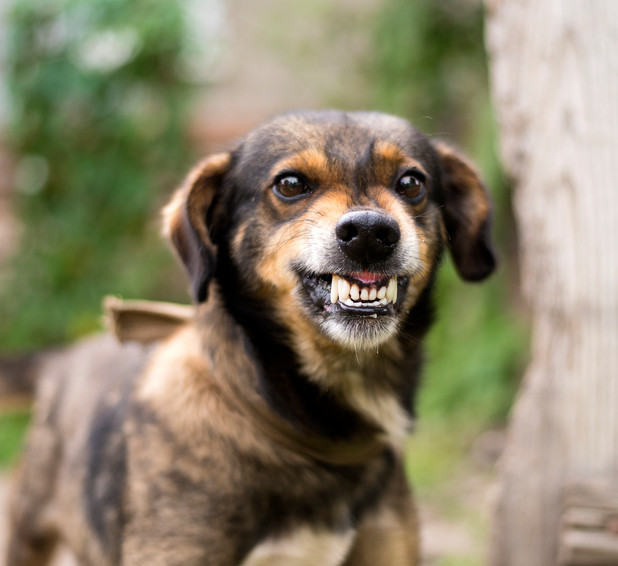 Companion Animal Behaviour – Part 2