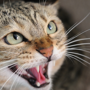 Companion Animal Behaviour – Part 4