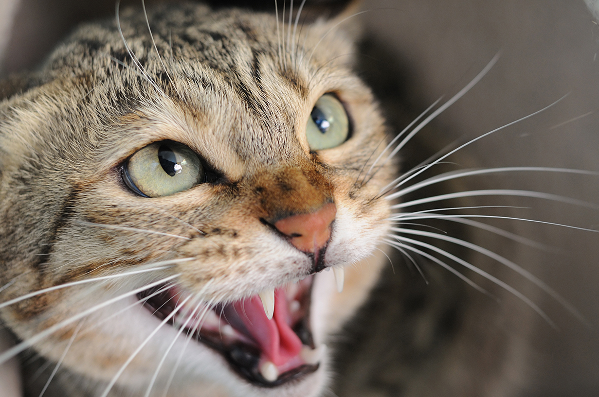 Companion Animal Behaviour – Part 4