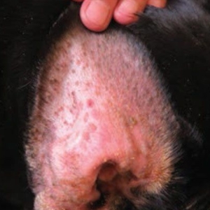 Immune-mediated skin diseases in dogs and cats