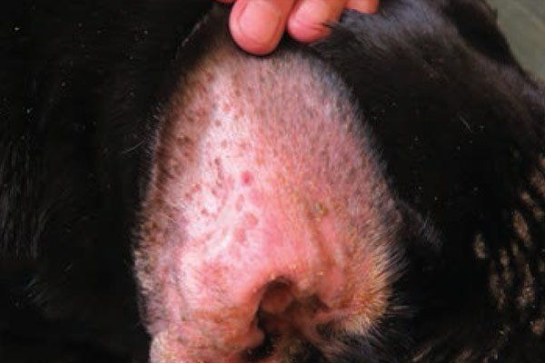 Immune-mediated skin diseases in dogs and cats