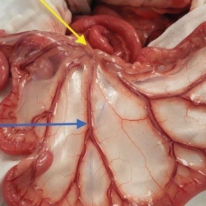 Intestinal surgery in the dog and cat: Part 1*