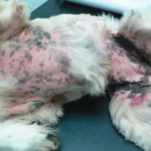 MRSP in dogs and cats - diagnosis and management