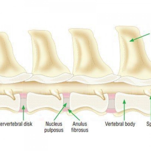 Discospondylitis in dogs: a review*